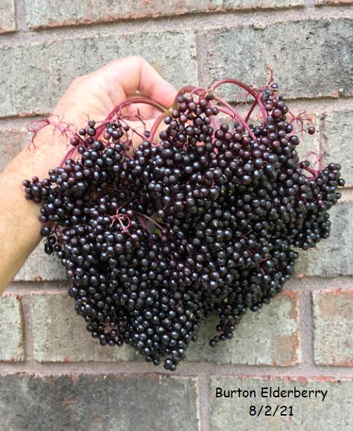 elderberry berries