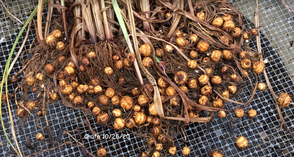 chufa harvesting