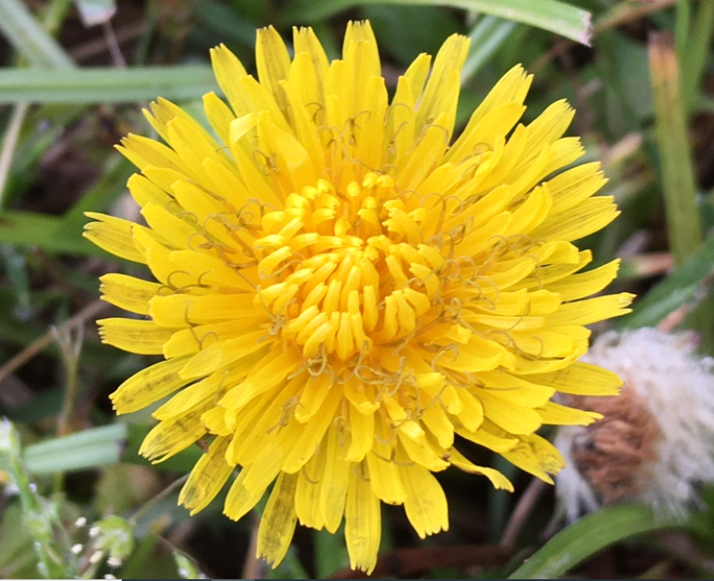 dandelion flower