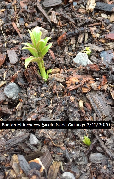 elderberry cuttings