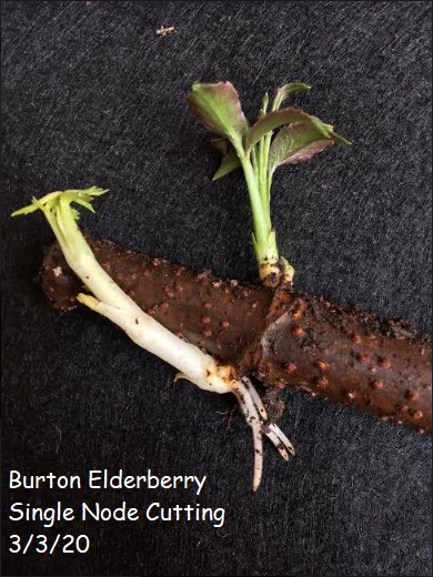 elderberry cutting roots